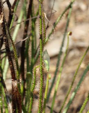 Fotografia 13 da espécie Drosophyllum lusitanicum no Jardim Botânico UTAD