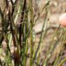 Fotografia 13 da espécie Drosophyllum lusitanicum do Jardim Botânico UTAD