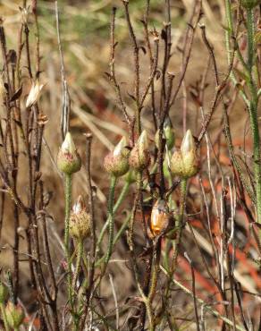 Fotografia 14 da espécie Drosophyllum lusitanicum no Jardim Botânico UTAD