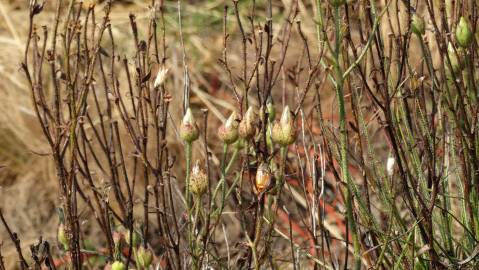 Fotografia da espécie Drosophyllum lusitanicum