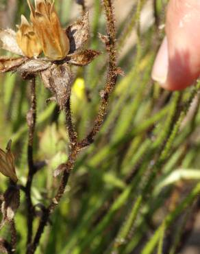 Fotografia 15 da espécie Drosophyllum lusitanicum no Jardim Botânico UTAD