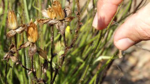 Fotografia da espécie Drosophyllum lusitanicum