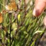 Fotografia 15 da espécie Drosophyllum lusitanicum do Jardim Botânico UTAD