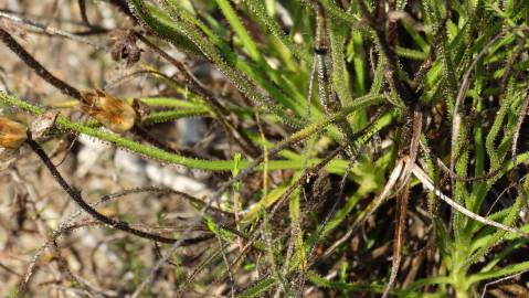 Fotografia da espécie Drosophyllum lusitanicum