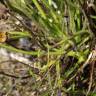 Fotografia 17 da espécie Drosophyllum lusitanicum do Jardim Botânico UTAD