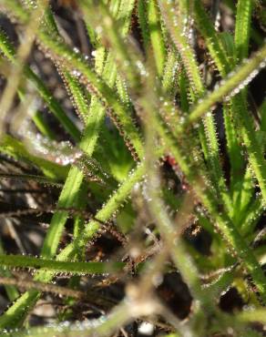 Fotografia 18 da espécie Drosophyllum lusitanicum no Jardim Botânico UTAD