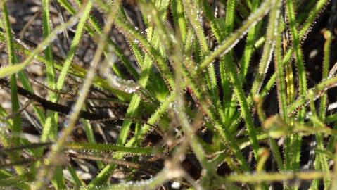 Fotografia da espécie Drosophyllum lusitanicum