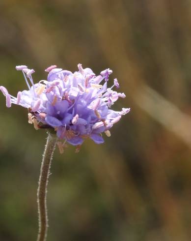 Fotografia de capa Succisa pinnatifida - do Jardim Botânico