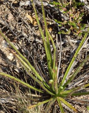 Fotografia 19 da espécie Drosophyllum lusitanicum no Jardim Botânico UTAD