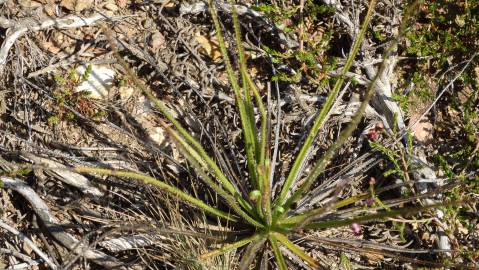 Fotografia da espécie Drosophyllum lusitanicum