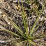 Fotografia 19 da espécie Drosophyllum lusitanicum do Jardim Botânico UTAD