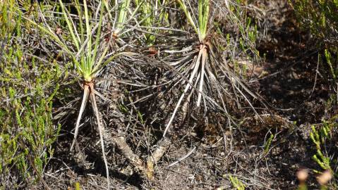 Fotografia da espécie Drosophyllum lusitanicum