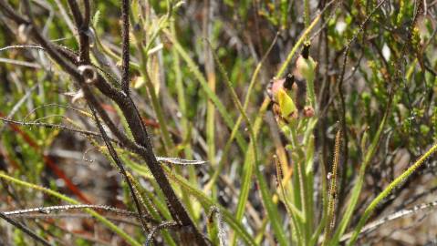 Fotografia da espécie Drosophyllum lusitanicum