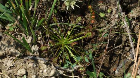 Fotografia da espécie Drosera intermedia