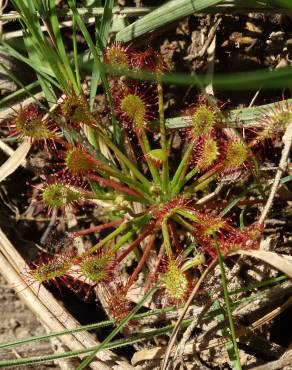 Fotografia 4 da espécie Drosera intermedia no Jardim Botânico UTAD