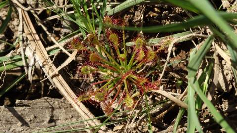 Fotografia da espécie Drosera intermedia