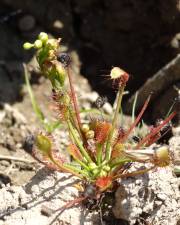 Fotografia da espécie Drosera intermedia