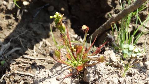 Fotografia da espécie Drosera intermedia