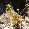 Fotografia 1 da espécie Drosera intermedia do Jardim Botânico UTAD