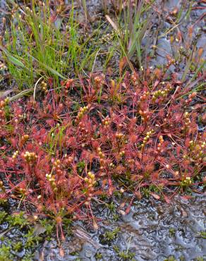 Fotografia 6 da espécie Drosera intermedia no Jardim Botânico UTAD