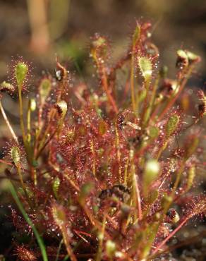 Fotografia 7 da espécie Drosera intermedia no Jardim Botânico UTAD