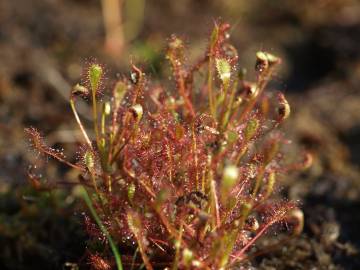 Fotografia da espécie Drosera intermedia