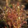 Fotografia 7 da espécie Drosera intermedia do Jardim Botânico UTAD