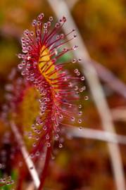 Fotografia da espécie Drosera intermedia