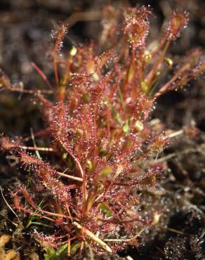 Fotografia 9 da espécie Drosera intermedia no Jardim Botânico UTAD