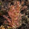 Fotografia 9 da espécie Drosera intermedia do Jardim Botânico UTAD