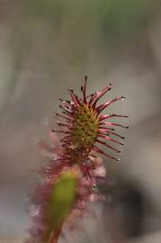 Fotografia da espécie Drosera intermedia