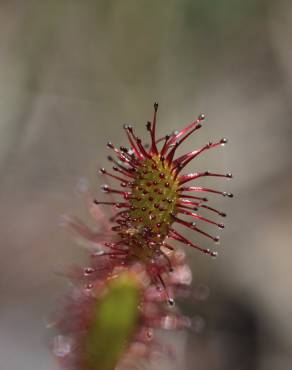 Fotografia 10 da espécie Drosera intermedia no Jardim Botânico UTAD