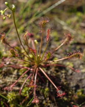 Fotografia 11 da espécie Drosera intermedia no Jardim Botânico UTAD