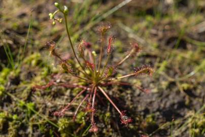 Fotografia da espécie Drosera intermedia