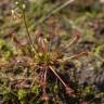 Fotografia 11 da espécie Drosera intermedia do Jardim Botânico UTAD