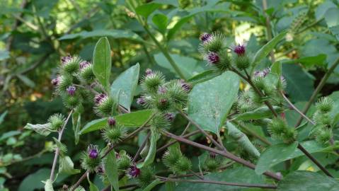 Fotografia da espécie Arctium minus