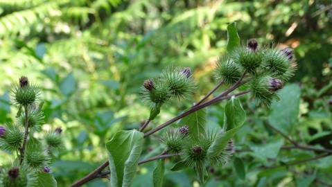 Fotografia da espécie Arctium minus