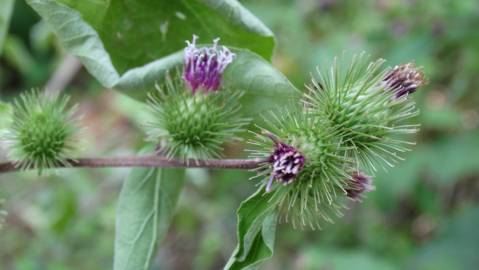 Fotografia da espécie Arctium minus