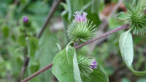 Fotografia da espécie Arctium minus