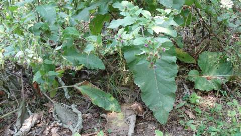 Fotografia da espécie Arctium minus