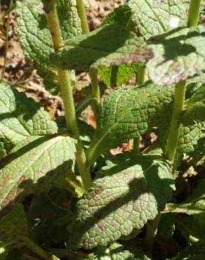 Fotografia 30 da espécie Verbascum virgatum no Jardim Botânico UTAD