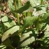 Fotografia 30 da espécie Verbascum virgatum do Jardim Botânico UTAD