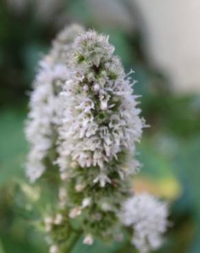 Fotografia 18 da espécie Mentha longifolia no Jardim Botânico UTAD