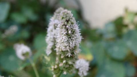 Fotografia da espécie Mentha longifolia