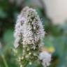 Fotografia 18 da espécie Mentha longifolia do Jardim Botânico UTAD