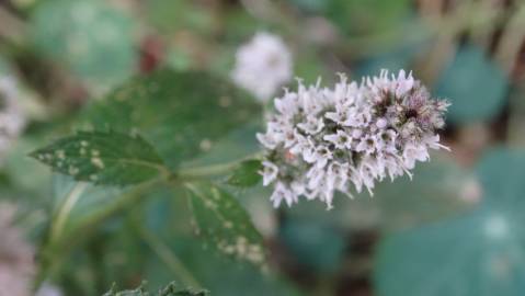 Fotografia da espécie Mentha longifolia