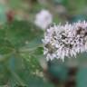 Fotografia 19 da espécie Mentha longifolia do Jardim Botânico UTAD