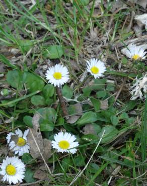 Fotografia 17 da espécie Bellis perennis no Jardim Botânico UTAD