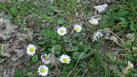 Fotografia da espécie Bellis perennis