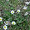 Fotografia 17 da espécie Bellis perennis do Jardim Botânico UTAD